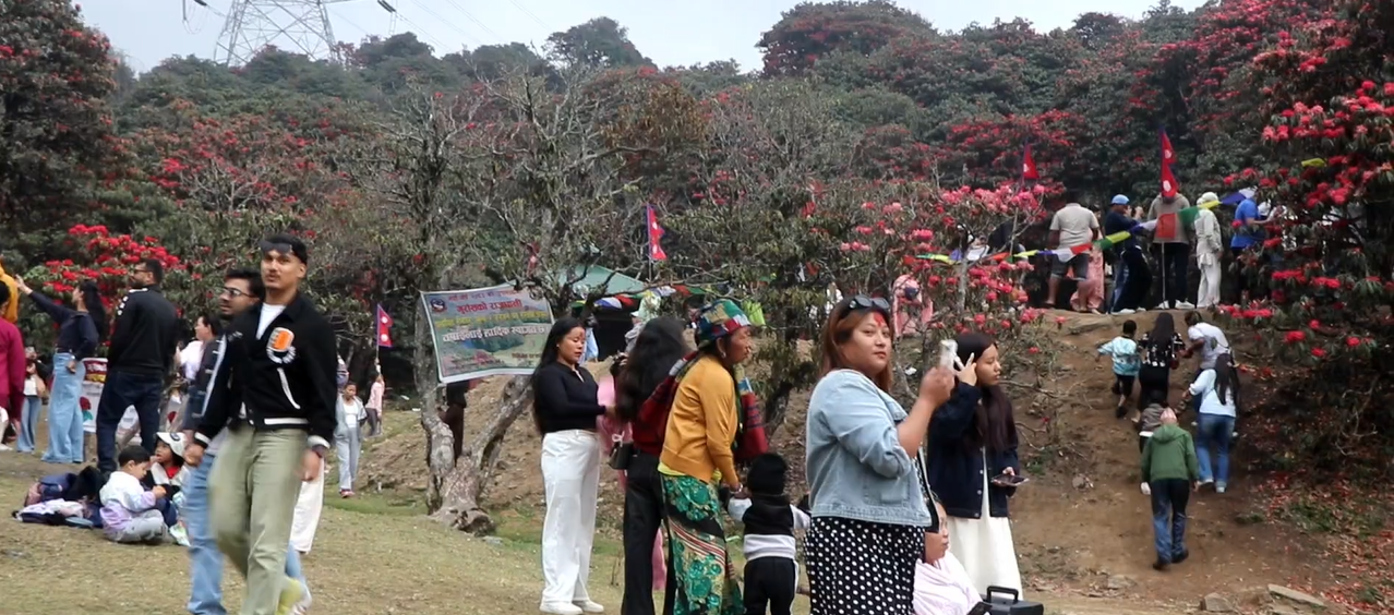 तिनजुरे–मिल्के–जलजले क्षेत्रमा पर्यटकको घुइँचो, गुराँस संरक्षणमा कडाइ