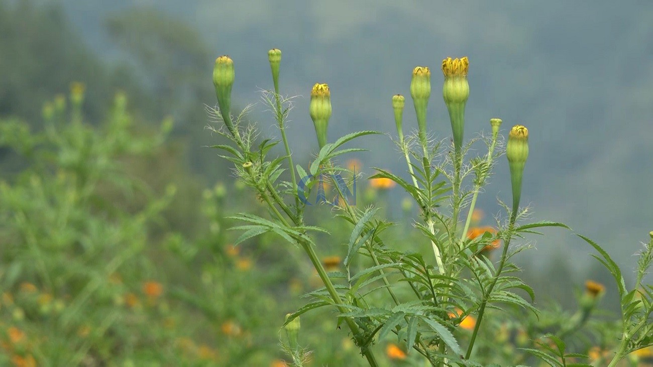 समयमा फुलेन स्थानीय जातको सयपत्री