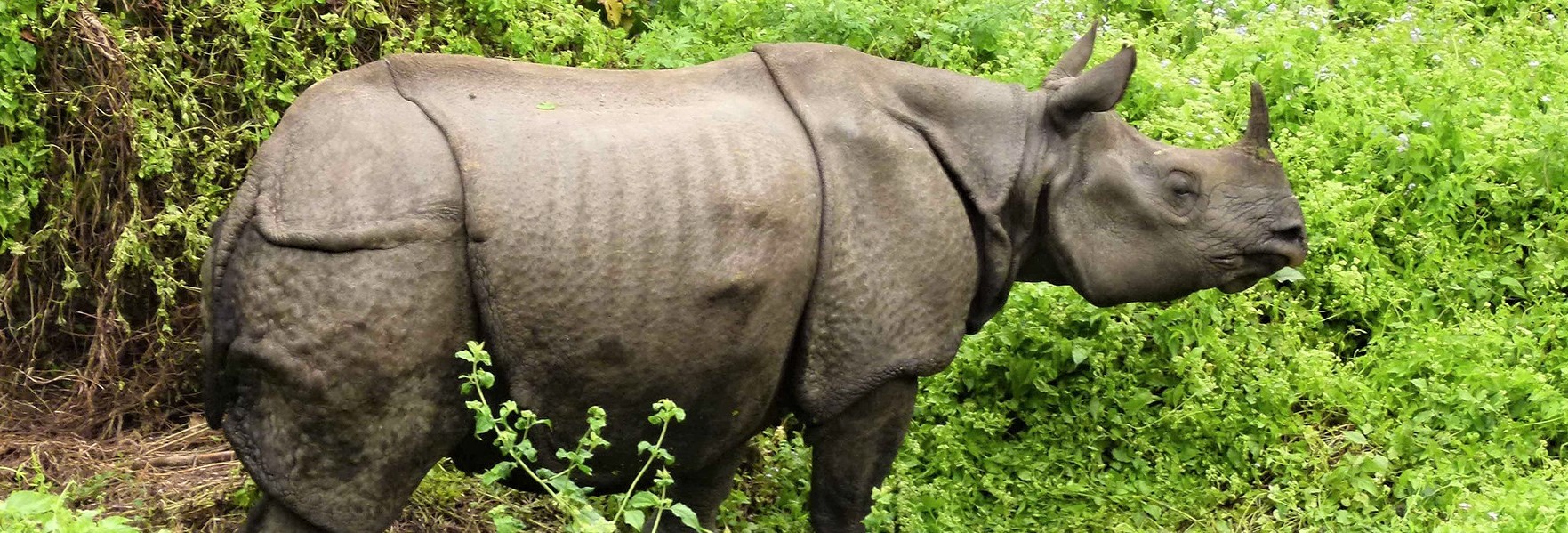 'चोरी शिकारी' गैँडा संरक्षणको मुख्य चुनौती