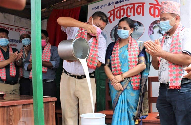 पर्वतको पाङका किसान भैँसीँपालनमा आकर्षित