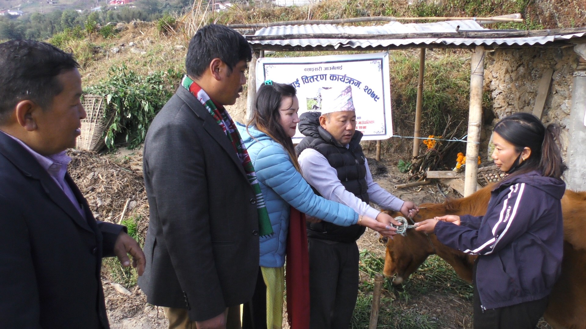 बसाइँ आउनेलाई दुहुनाे गाई उपहार