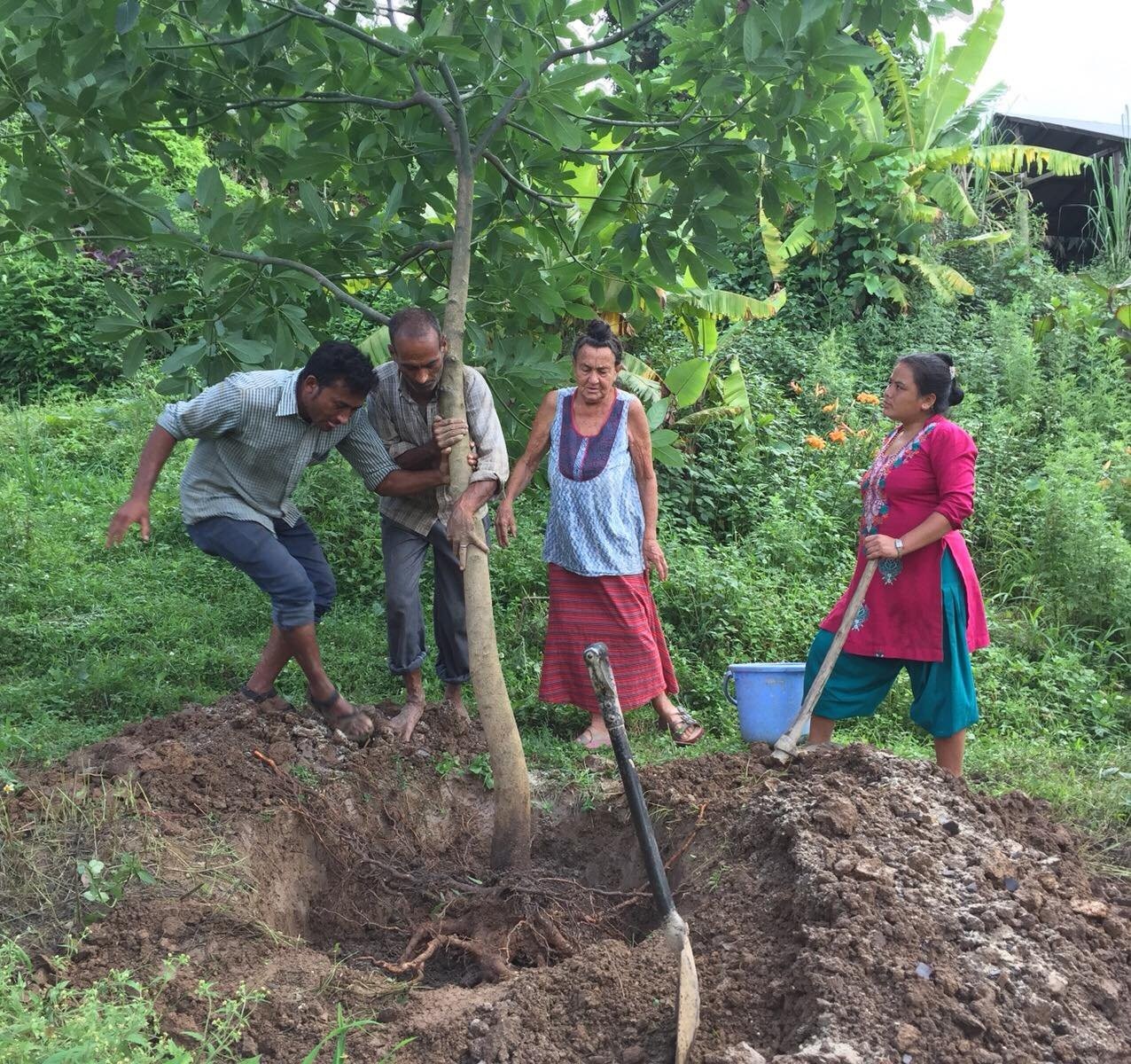 कस्ता विरुवा रोप्ने ?