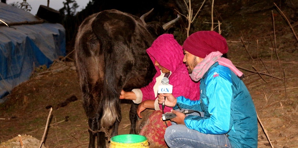 चौँरीपालनको आम्दानी विदेशको भन्दा राम्रो