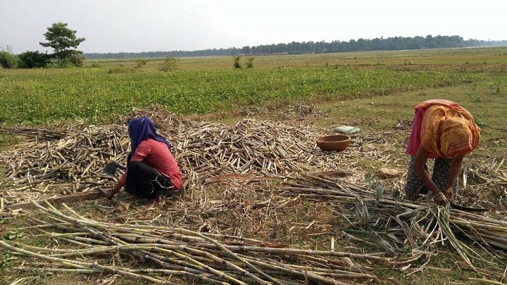 कृषिमा महिलाको श्रम धेरै, स्वामित्व कम