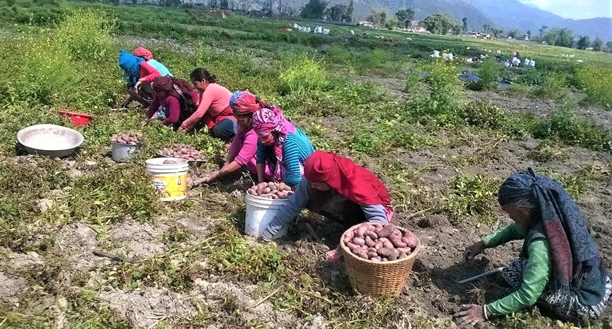 हेमजा आलु महोत्सव–२०७५ को तयारी तीब्र