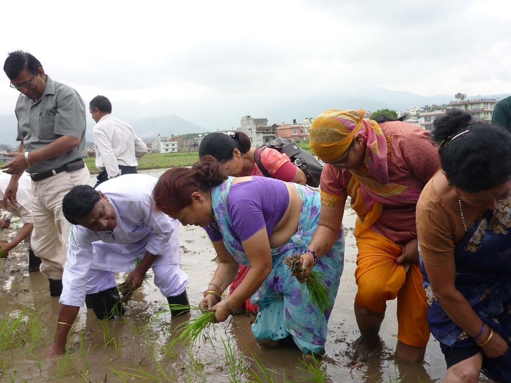 मधेसका किसान भन्छन्ः रोपाई गर्ने बेला भयो धानको बिउ छैन