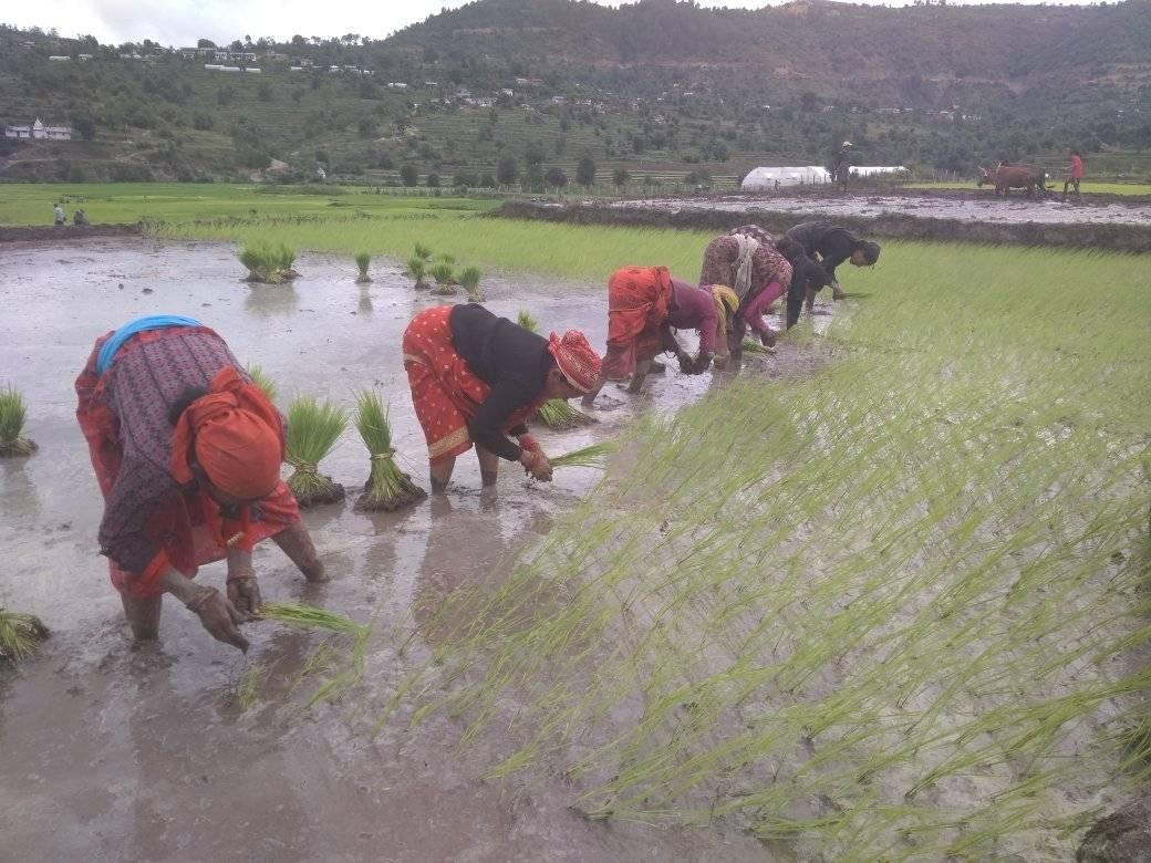 मधेश प्रदेशमा खेतिमा संलग्न ४३ प्रतिशत परिवारलाई खाना अपुग