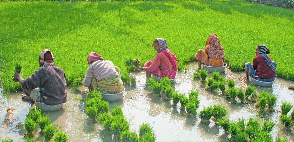 उत्पादनदेखि बजारसम्म किसानलाई समस्या