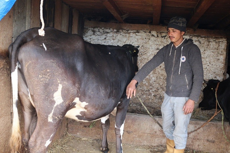 खेर जान्छ, दैनिक डेढ करोडको बिगौति दुध