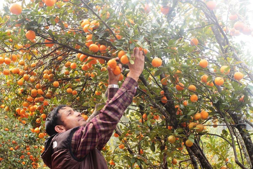 सुन्तला अब राष्ट्रिय फल