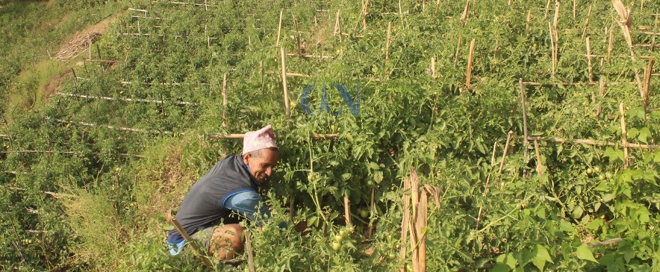 गाउँमै कृषि र उद्यममा रमाएका युवा