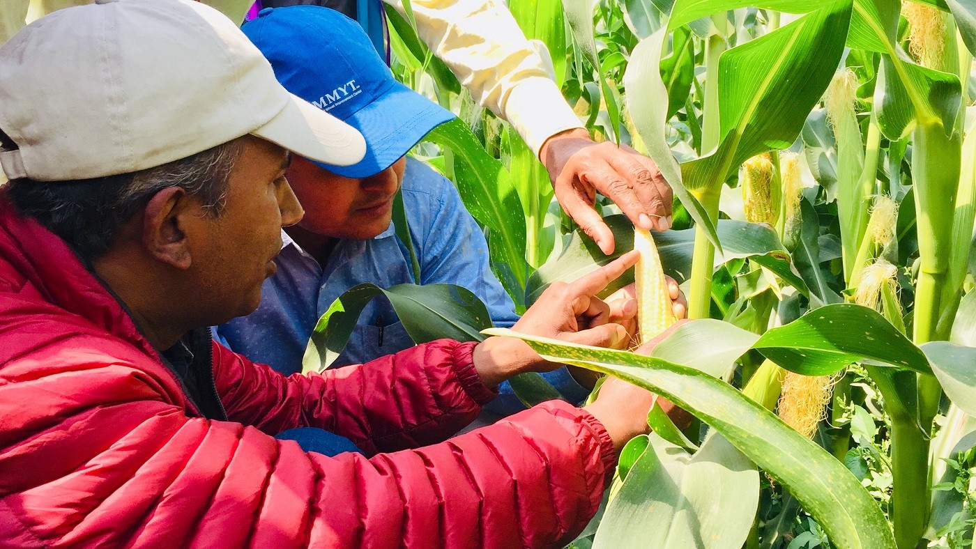 मकैको घोगामा दाना नलागेको विषय अध्ययन गर्दै वैज्ञानिक