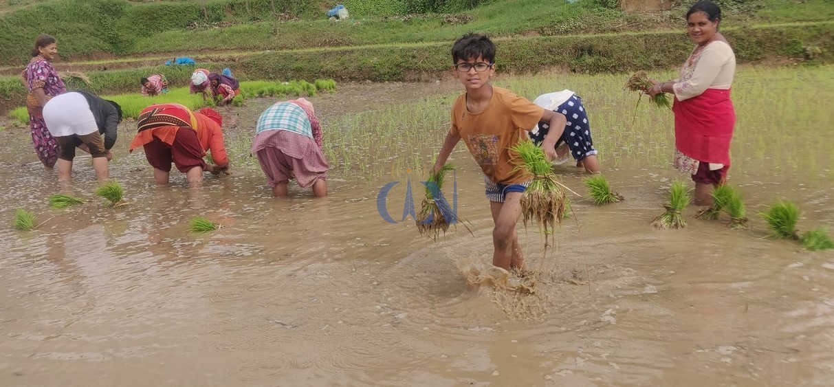 कृषि मन्त्रालय भन्छ, धानमा युरिया होइन, डिएपी मल प्रयोग गर्नुस्