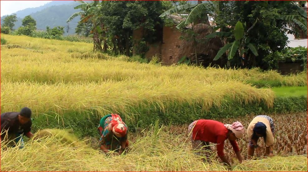 प्यूठानका किसानलाई चैते धान भित्र्याउने चटारो