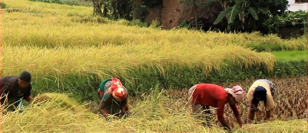 धान खरिदमा सरकारको ढिलाई, मूल्यमा ठगिंदै किसान