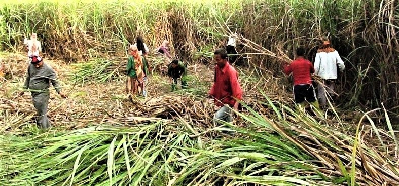 उखुको समर्थन मूल्य ५ सय ४४ रुपैयाँ ३३ पैसा