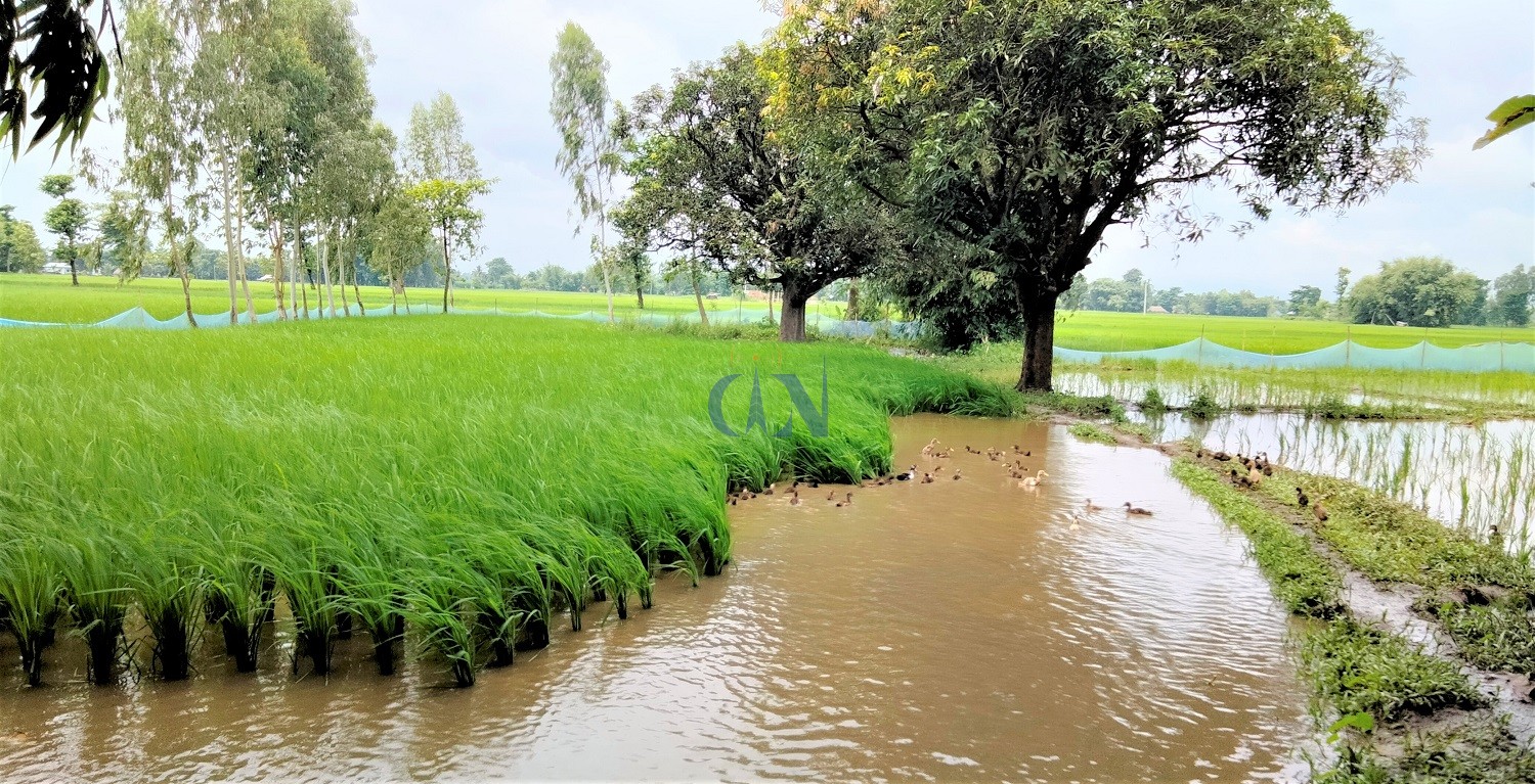 झापामा एक हजार हाँसले धान खेत गोड्दै