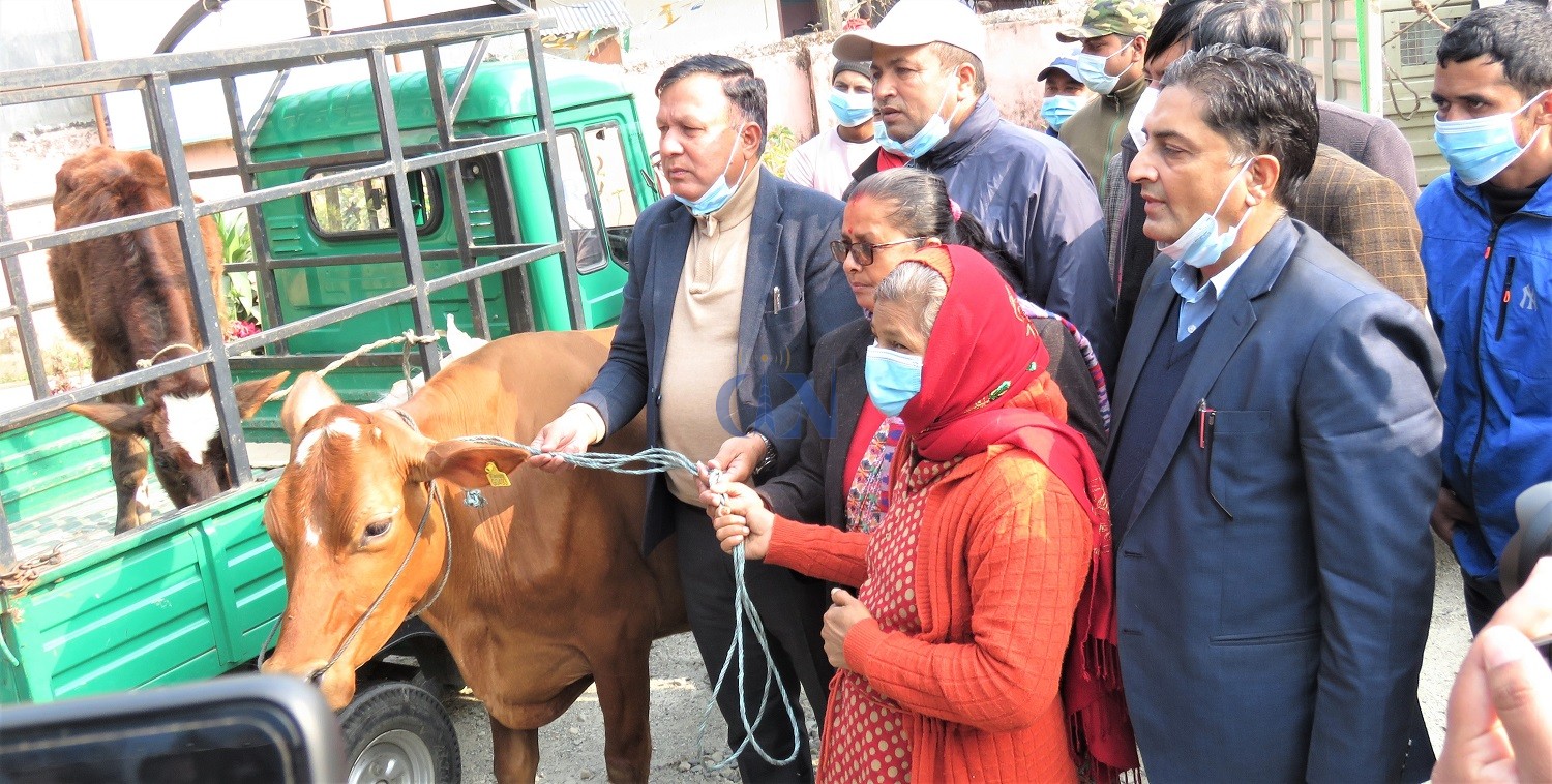 रत्ननगरका विपन्न किसानलाई अनुदानमा गाई वितरण