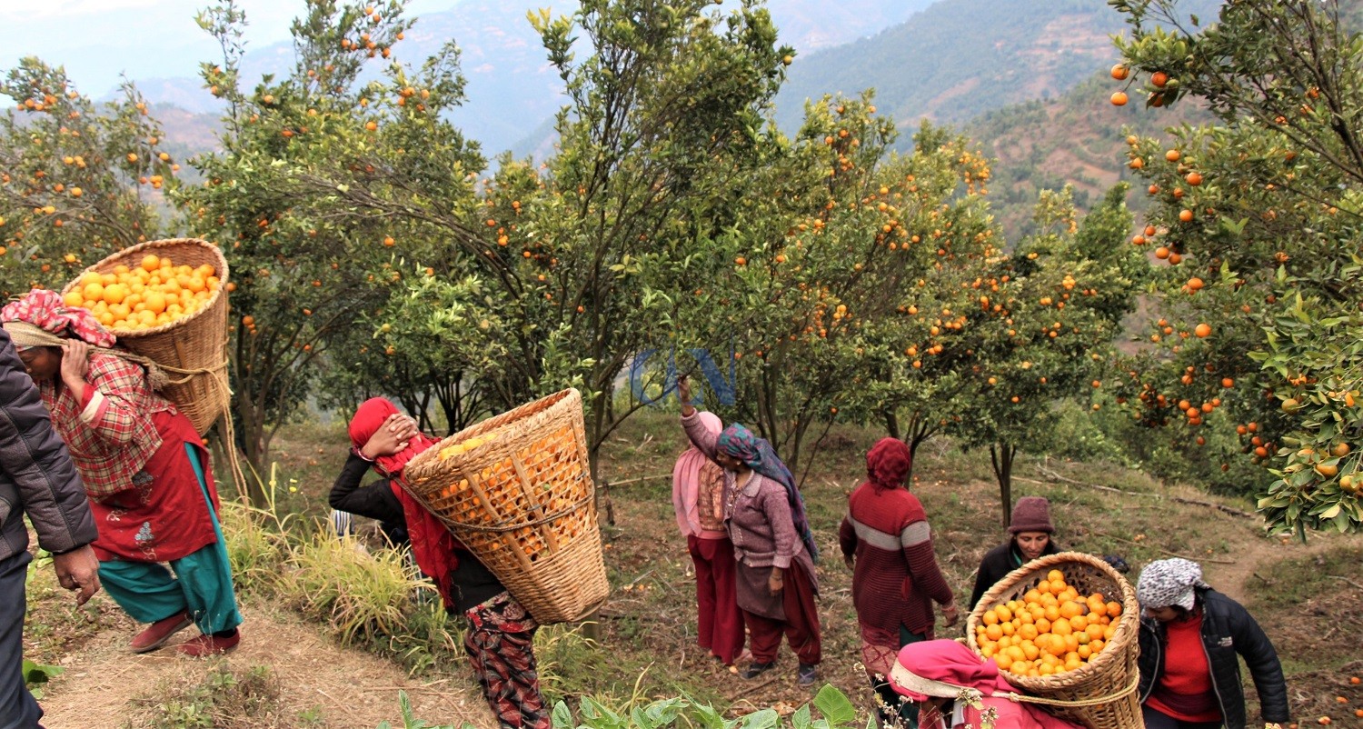 अनि'सुन्तलाबास'भयो पाल्पाको अमलबास गाउँ(अडियोसहित)