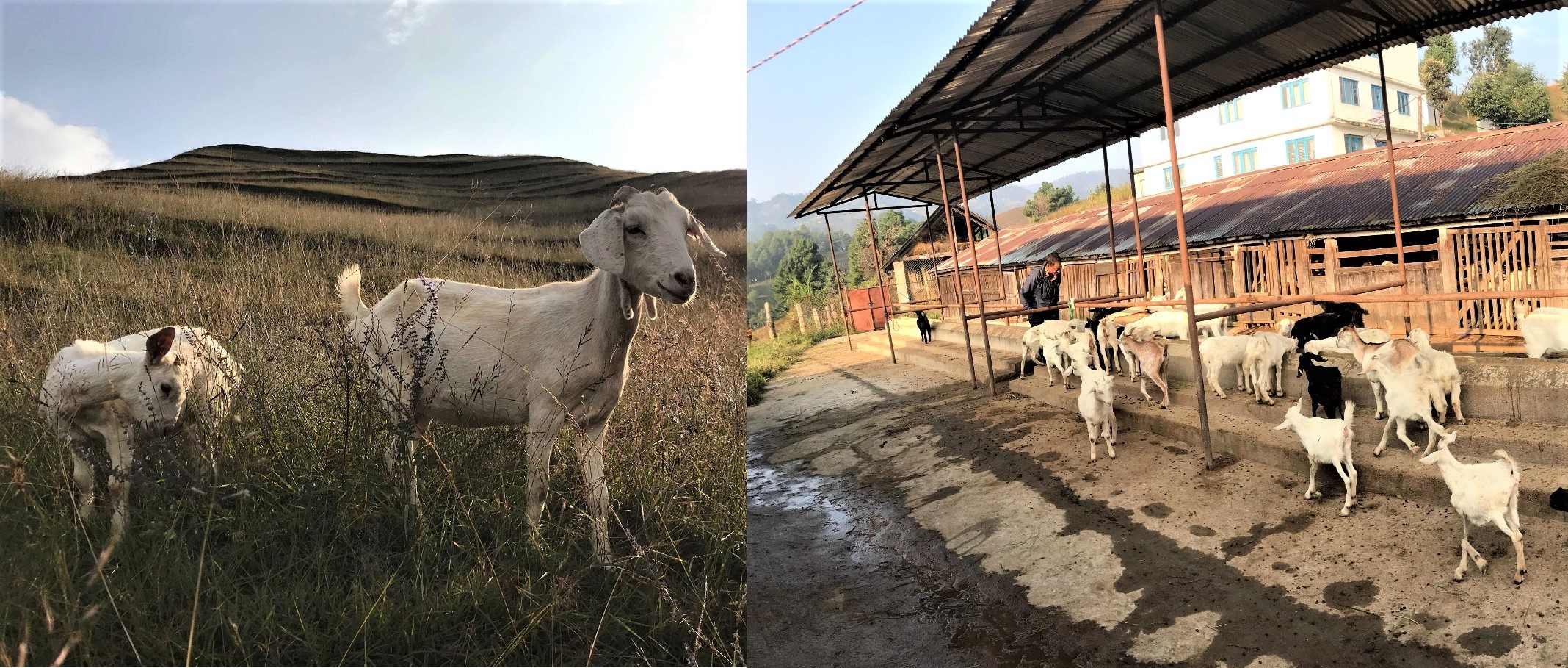 पशुका लागि खोप भण्डारणमा प्रदेश सरकारहरुको चासो