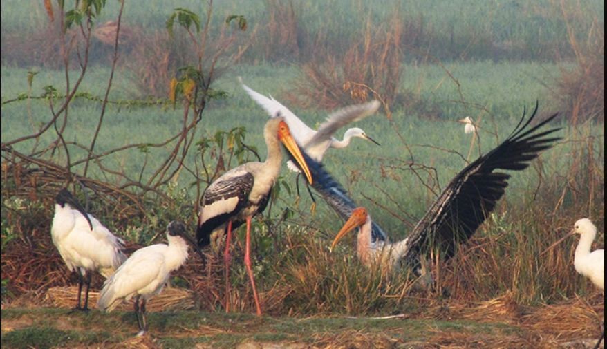 नेपालमा चराको प्रजाति बढ्दै तर सङ्ख्या भने घट्दै