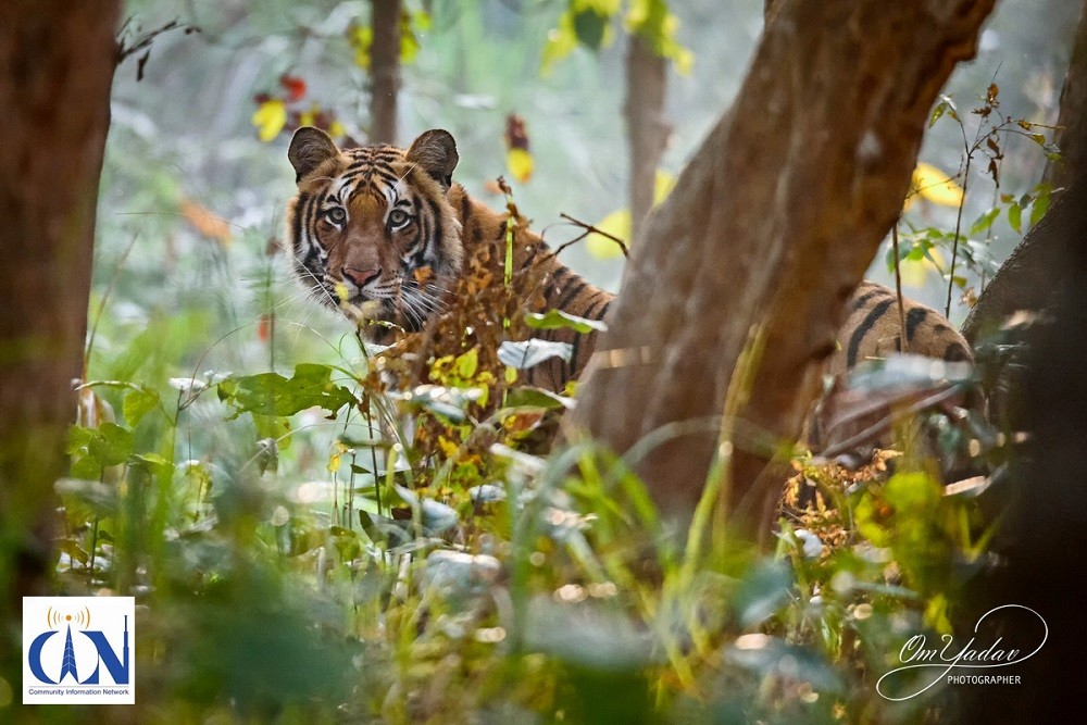 बर्दियामा बाघ (फोटो फिचर)