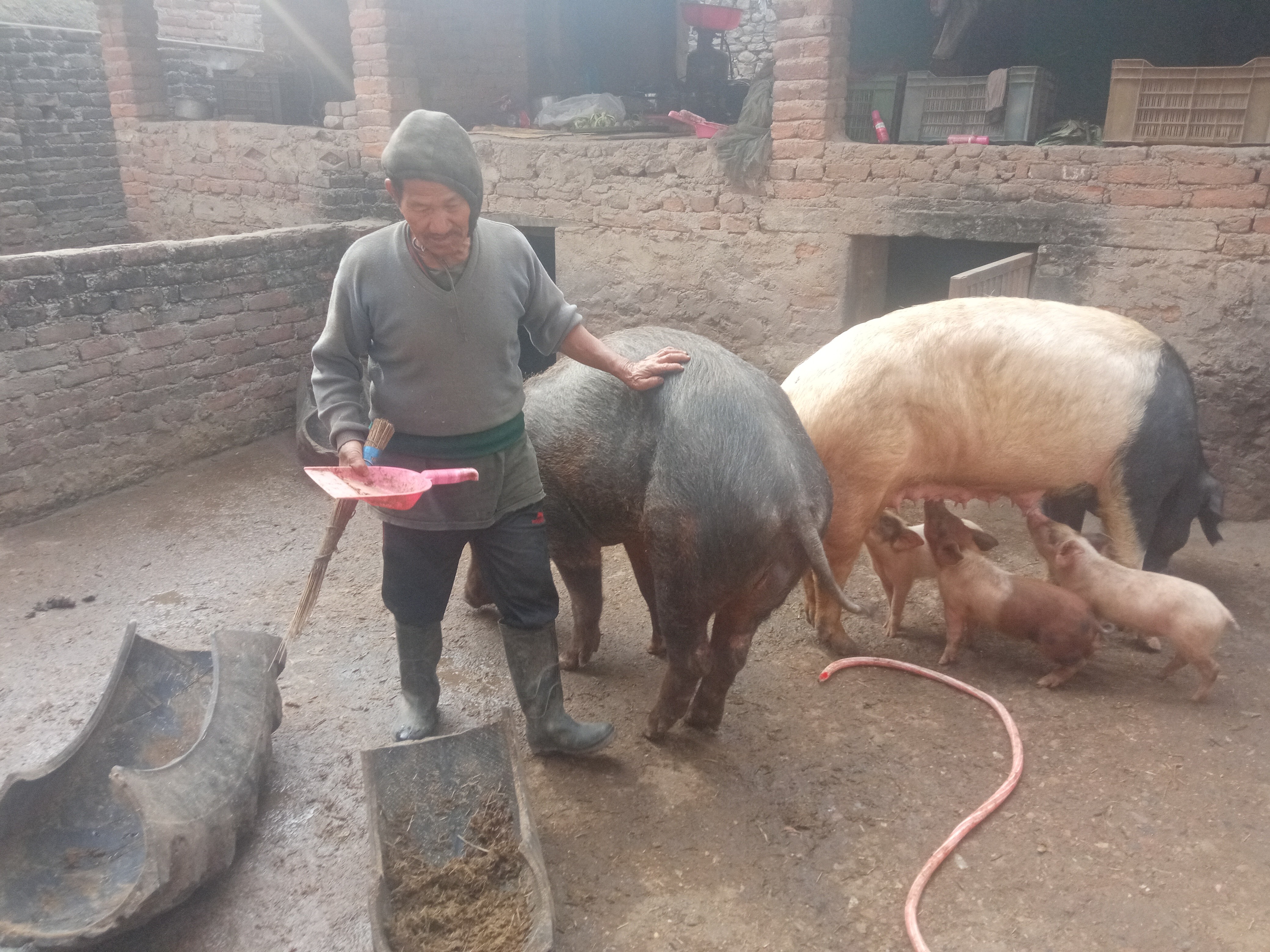 बङ्गुर नबिकेपछि दाङका १२ सय व्यवसायी प्रभावित