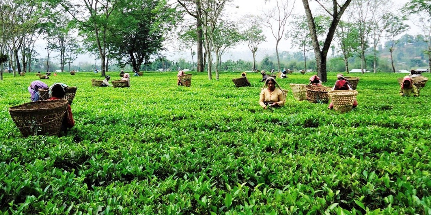 अन्तर्राष्ट्रिय प्रतिस्पर्धामा नेपालको चिया सर्वोत्कृष्ट