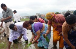 मधेसका किसान भन्छन्ः रोपाई गर्ने बेला भयो धानको बिउ छैन