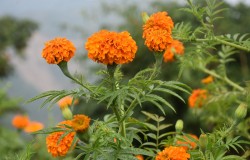काभ्रेमा फूल खेती गर्ने किसान बढ्दै, बजार पनि राम्रो