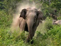 निजगढ बारामा हात्ती आक्रमणबाट ट्रक चालकको मृत्यु 