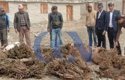 हिमालीको सामल : १ बिरुवा,५ किलो चामल