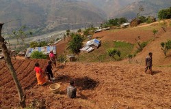 काममा जुटे गाउँ फर्किएकाहरू,उत्पादन बढ्ने आशा