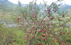 कर्णालीका स्याउ किसान बीमातर्फ आकर्षित