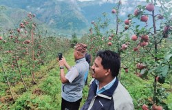 फूजी स्याउमा आकर्षण: ६ वर्षमा ६६ हजार बिरुवा रोपियो, २६ हजार थपिँदै