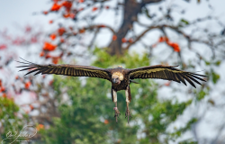 गजबका गिद्ध (तस्बिरहरू)