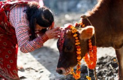 तिहारको चौथो दिन आज गोरु र गोवर्ध पूजा गरिँदै