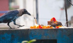 आज काग तिहार, कागलाई मीठो खान दिएर मनाइँदै