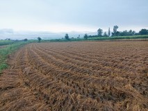 सुकाइराखेको पाँजा र काट्न ठिक्क भएको धान भिजेपछि किसान चिन्तामा 