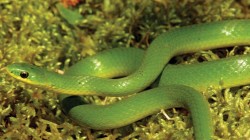 सल्यानमा सर्पदंशका बिरामी बढे