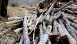 सर्लाहीमा उखु क्रसिङ सम्पन्न, ५८ लाख क्विन्टलभन्दा बढी उखु पेलियो