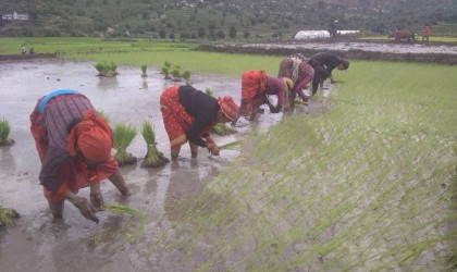 मधेश प्रदेशमा खेतिमा संलग्न ४३ प्रतिशत परिवारलाई खाना अपुग