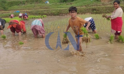 कृषि मन्त्रालय भन्छ, धानमा युरिया होइन, डिएपी मल प्रयोग गर्नुस्