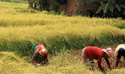 धान खरिदमा सरकारको ढिलाई, मूल्यमा ठगिंदै किसान