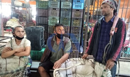 भारी नपाएर भरियाहरूलाई छटपटी
