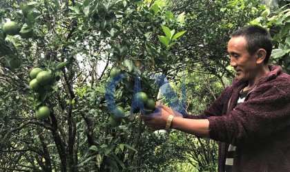 काभ्रेमा व्यावसायिक कृषिमा लाग्नेहरू बढे