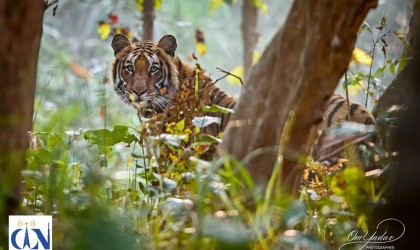 बर्दियामा बाघ (फोटो फिचर)