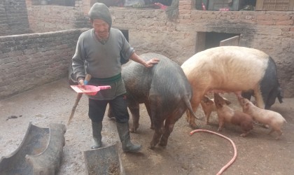 बङ्गुर नबिकेपछि दाङका १२ सय व्यवसायी प्रभावित