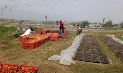 भारतीय तरकारीमा रोक लगाएपछि चितवनमा स्थानीय तरकारी बिक्न थाल्यो