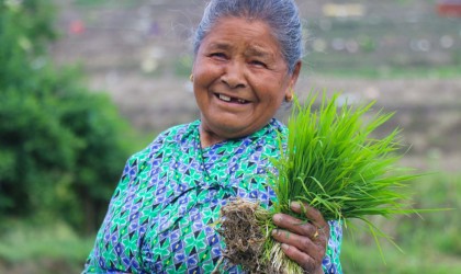 खोकनामा रोपाइँ (तस्बिरहरू)